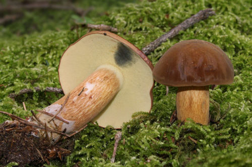 Polnischer Pilz
