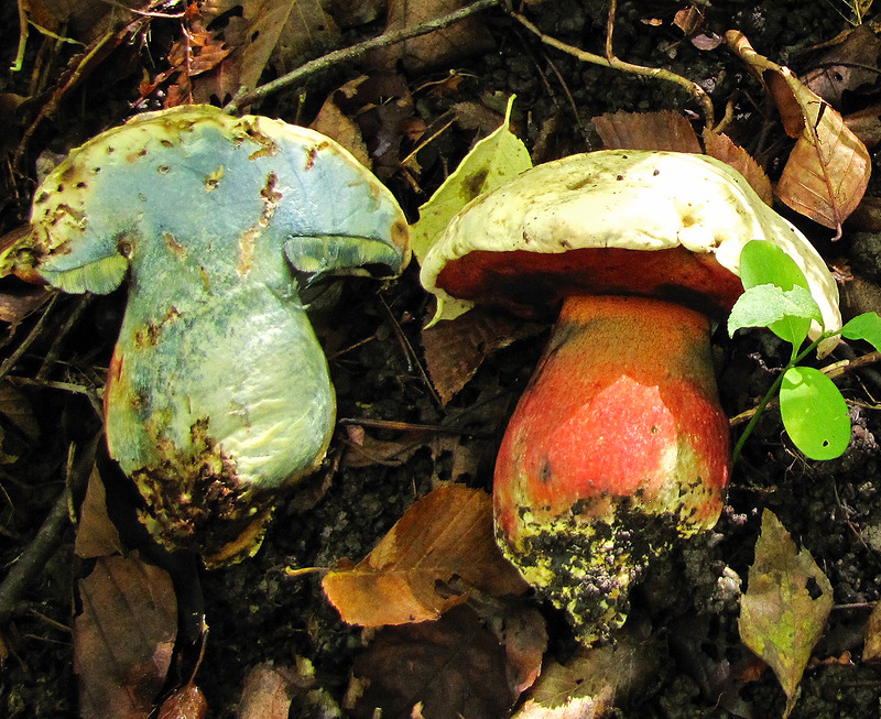 pulpe de champignon satanique