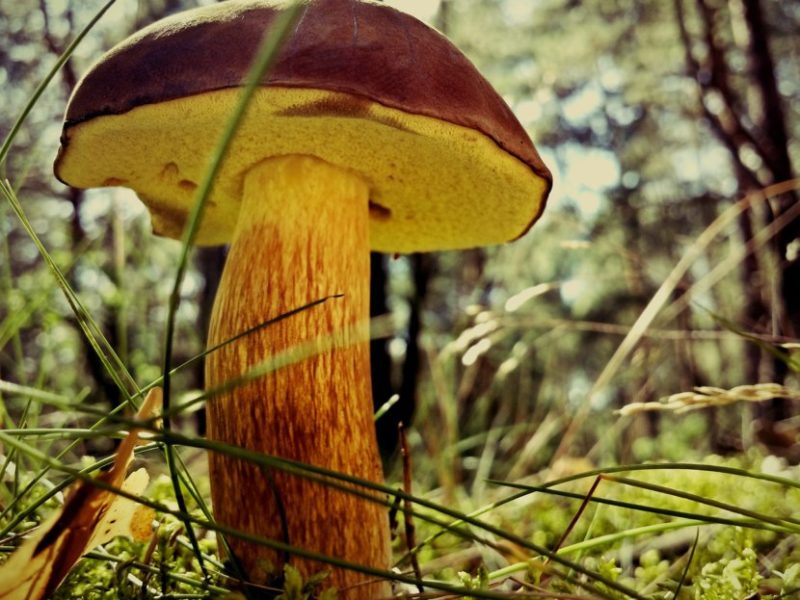 Steinpilz