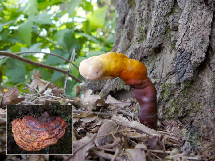 champignon amadou verni