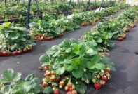 Erdbeerverarbeitung im Herbst