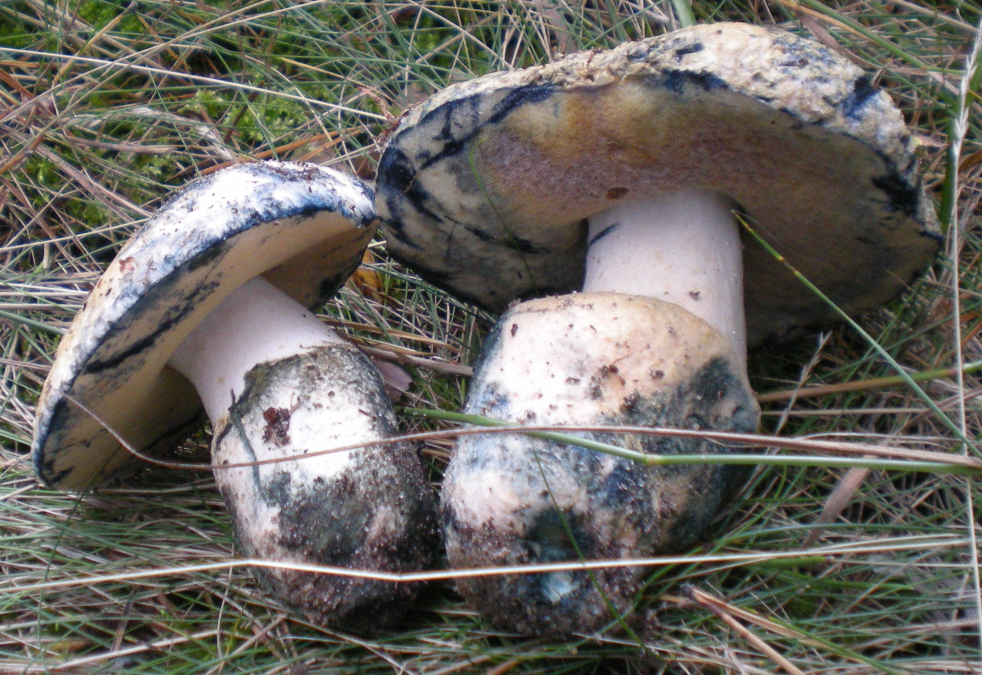 Quetschpilz