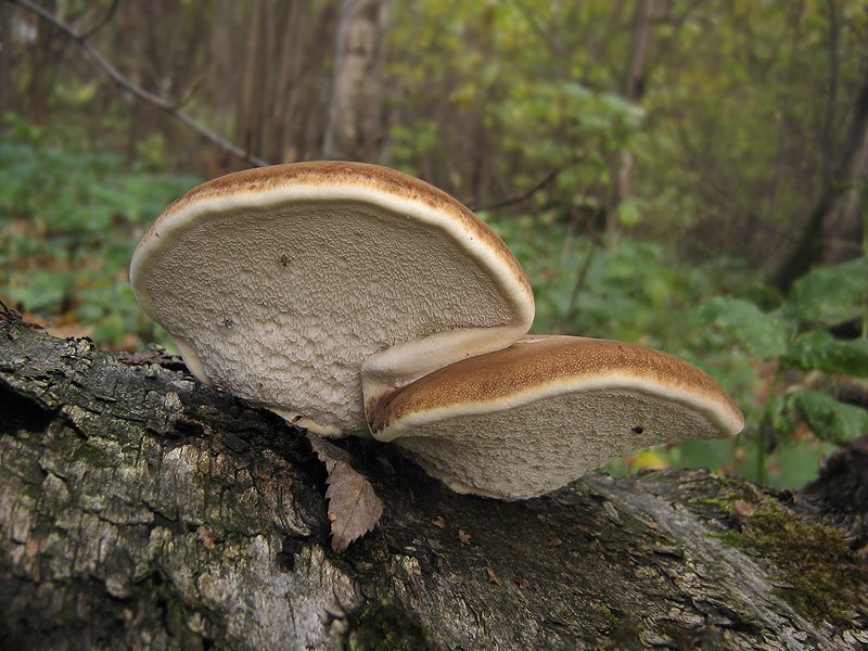 champignon amadou du bouleau