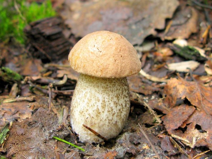 bolet de bouleau