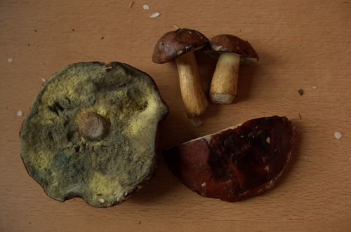 Polnischer Pilz