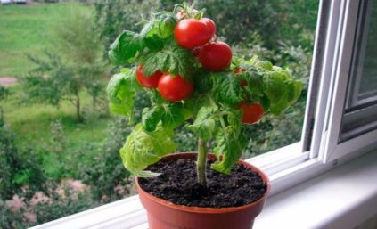 Pomodori sul davanzale della finestra: