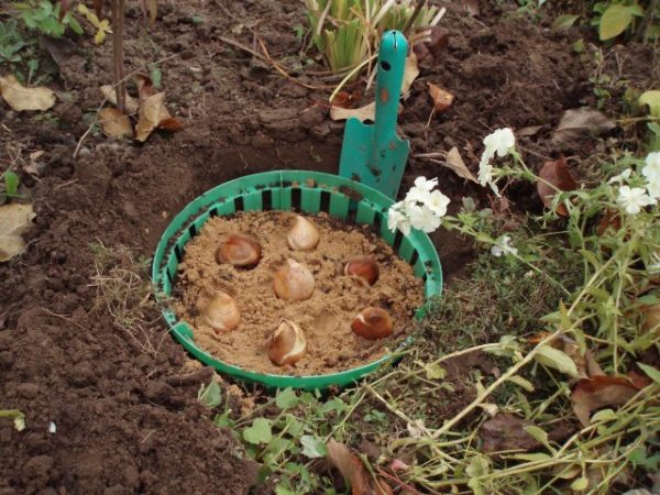 planter des fleurs à bulbes