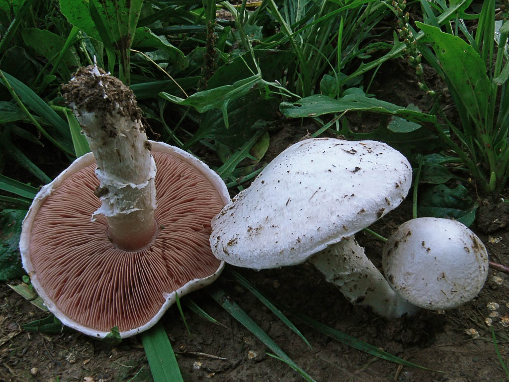 Champignon de prairie