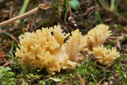 Bois de cerf