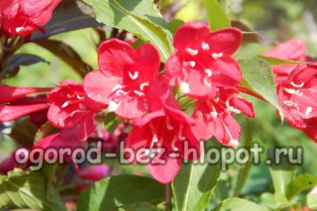 Weigela variété Red Prince