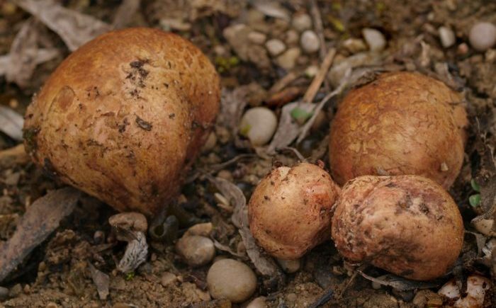 Trüffelpilz
