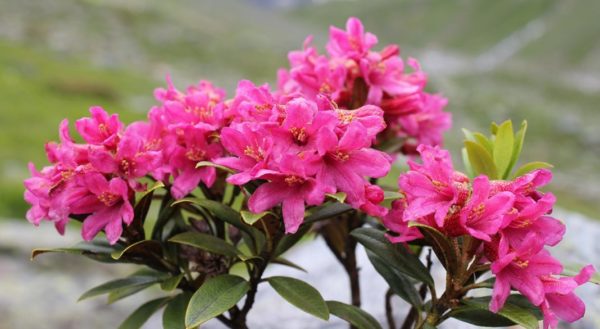 rododendro