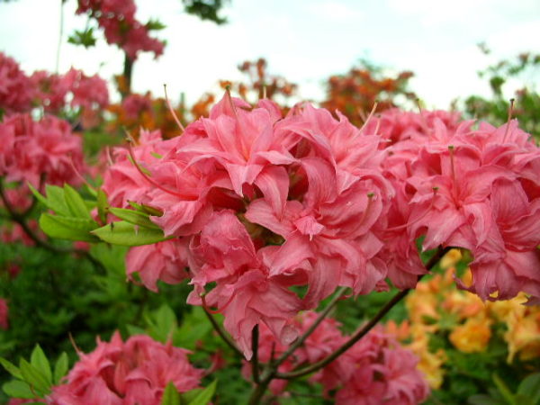 rododendro deciduo