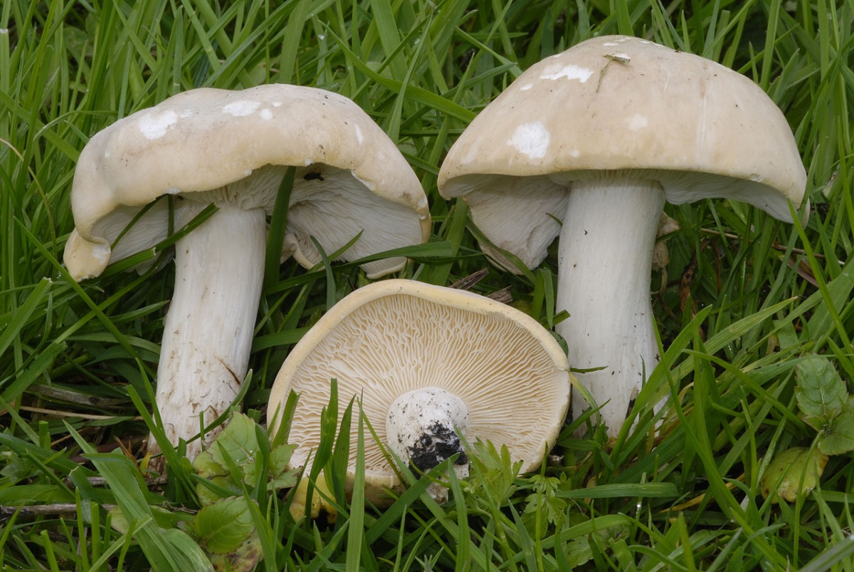 sorbier de Mongolie