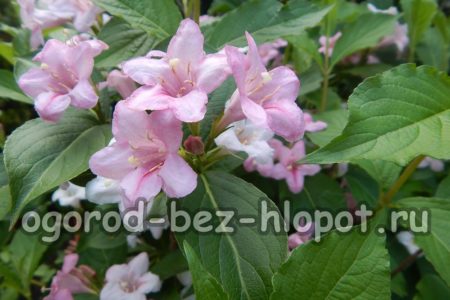 Weigela variété Rosea