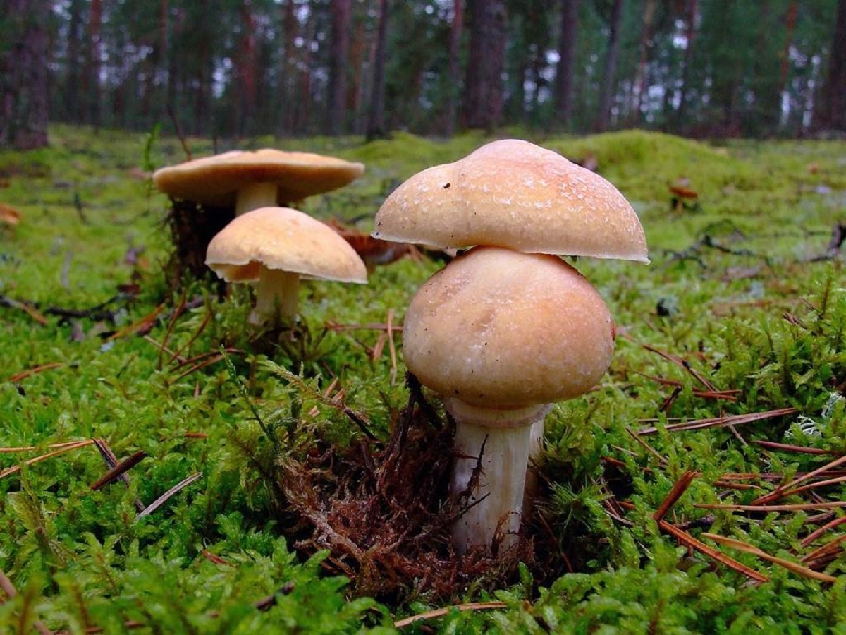 Champignon à chapeau annulaire