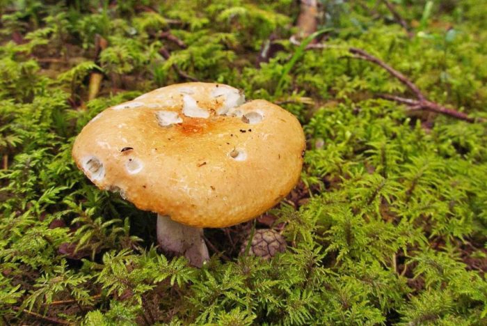 Russula efflorescens