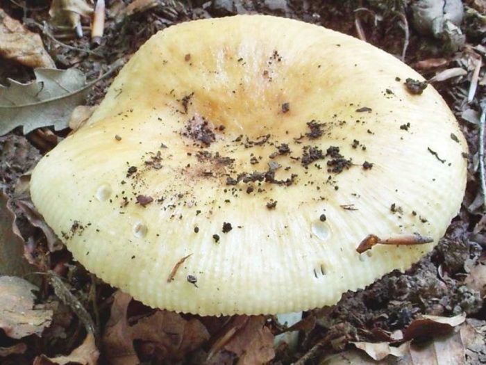 Mandel-Russula