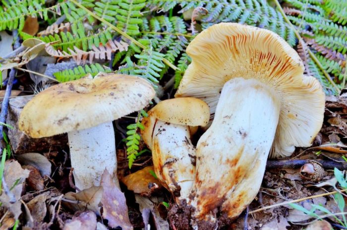 Mandel-Russula