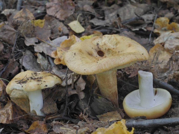 Mandel-Russula