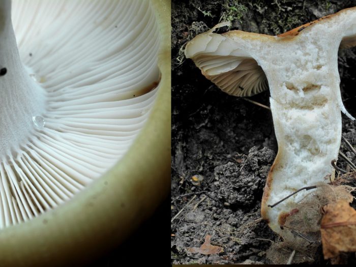 Mandel-Russula