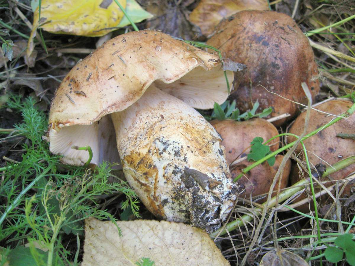 Pappel-Eberesche