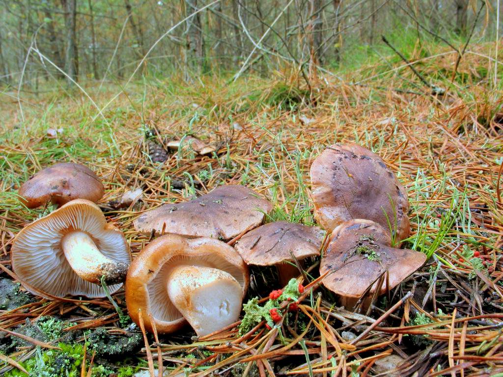 Pappel-Eberesche