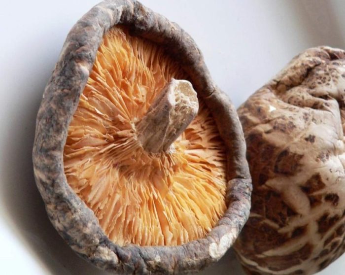 Shiitake