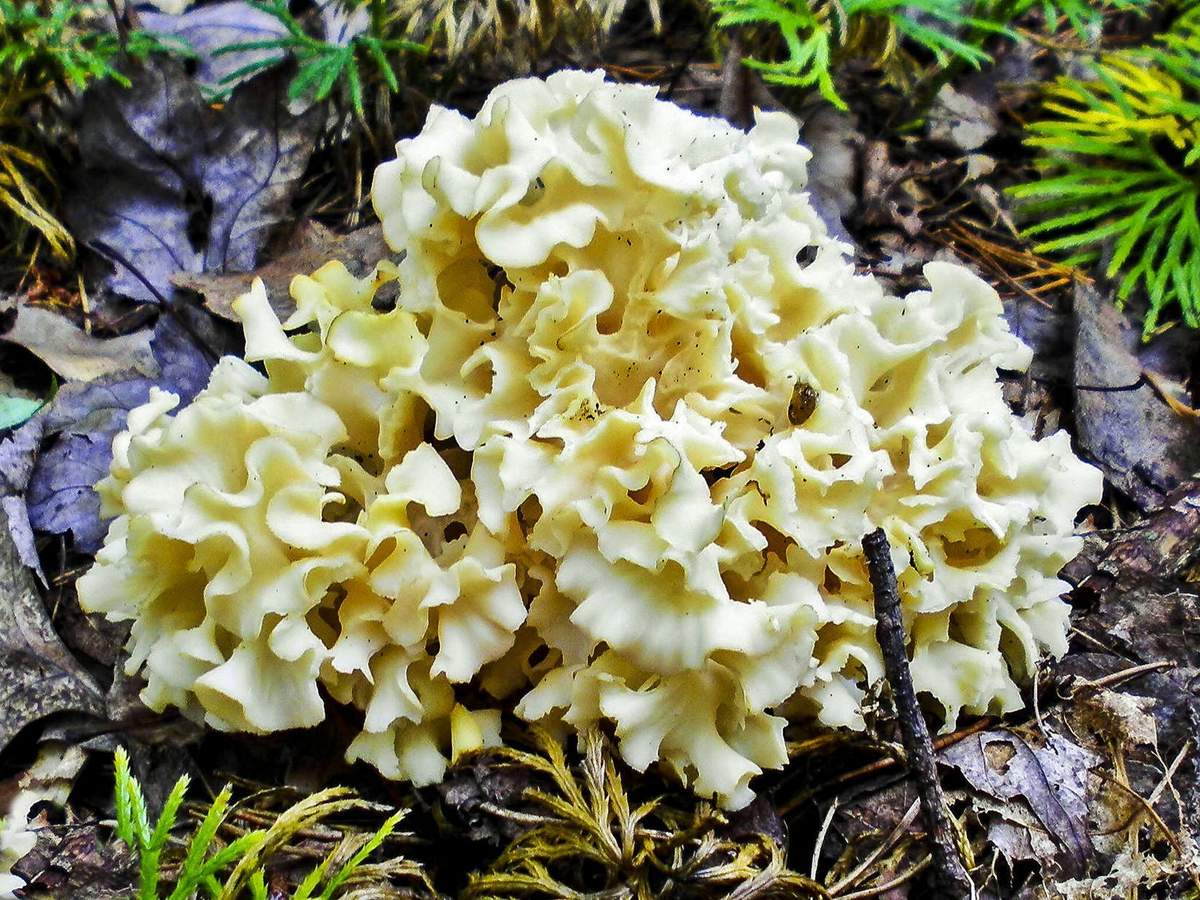 Sparassis crispa