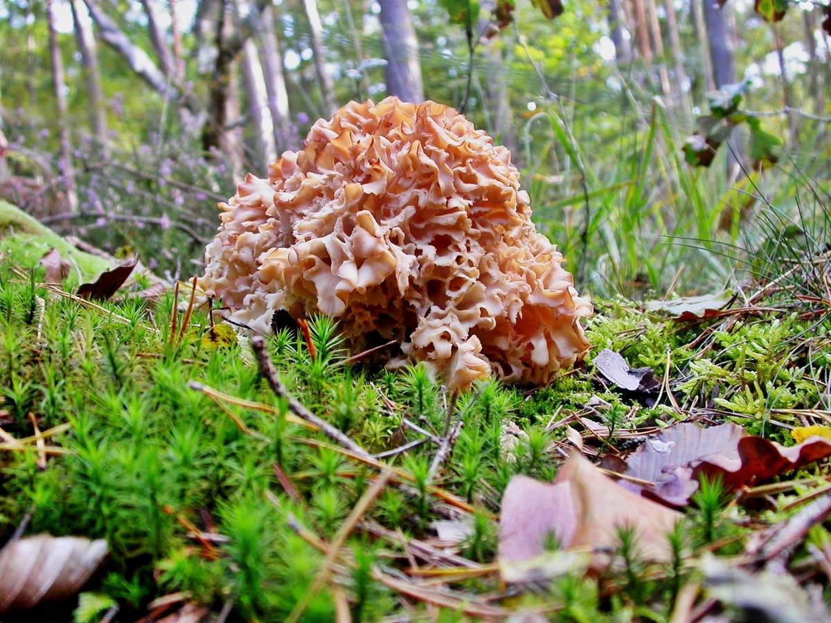 Sparassis crispa