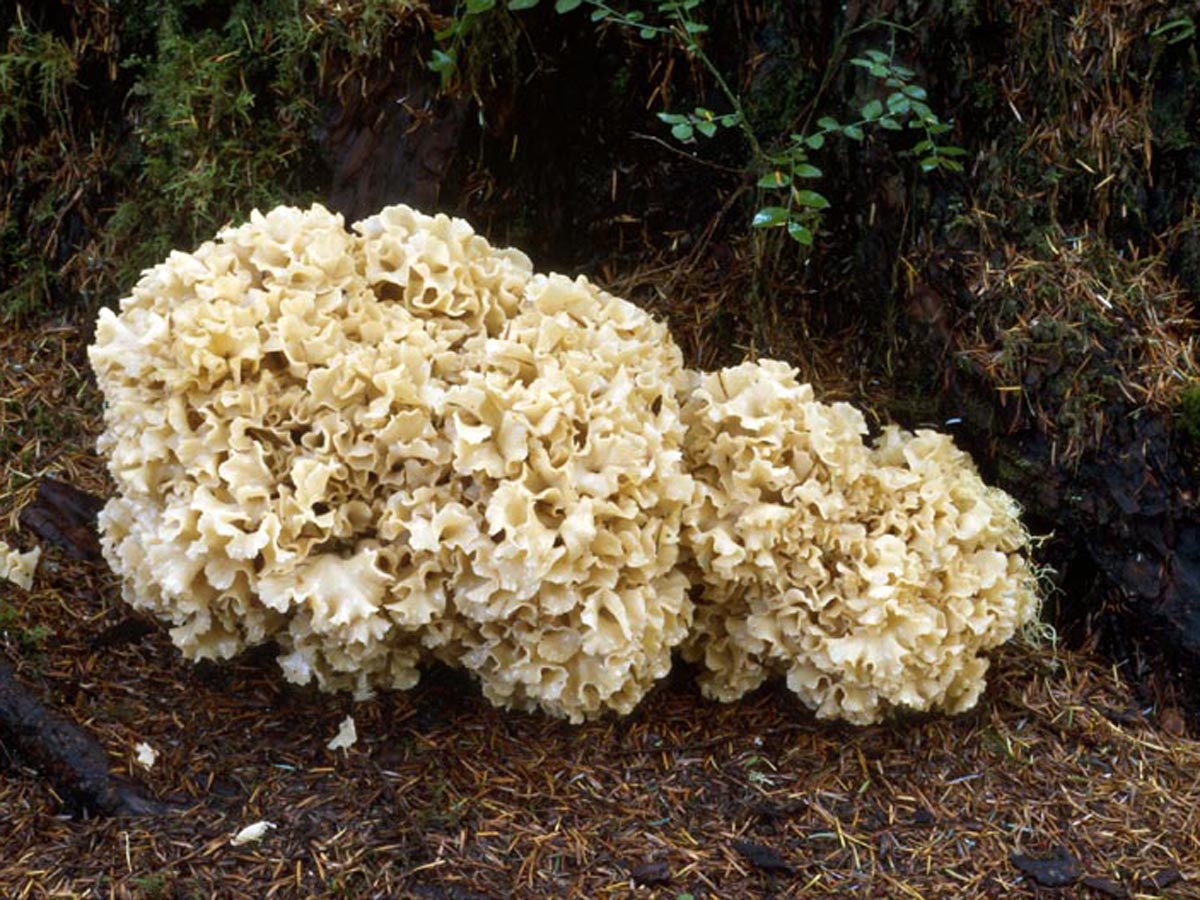 Sparassis crispa