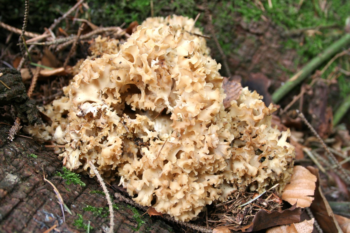 Sparassis crispa