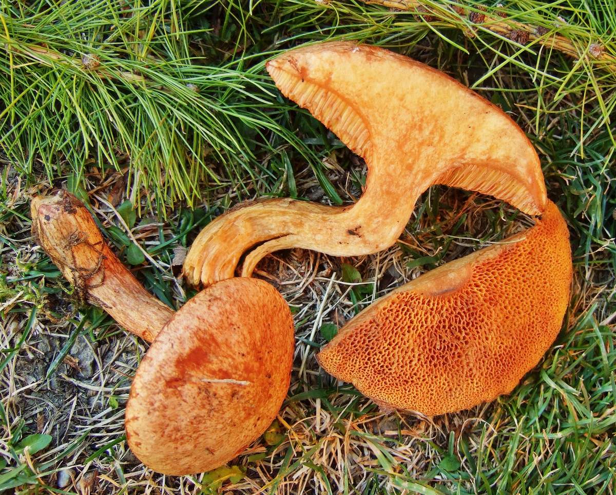 Rot-roter Butterpilz