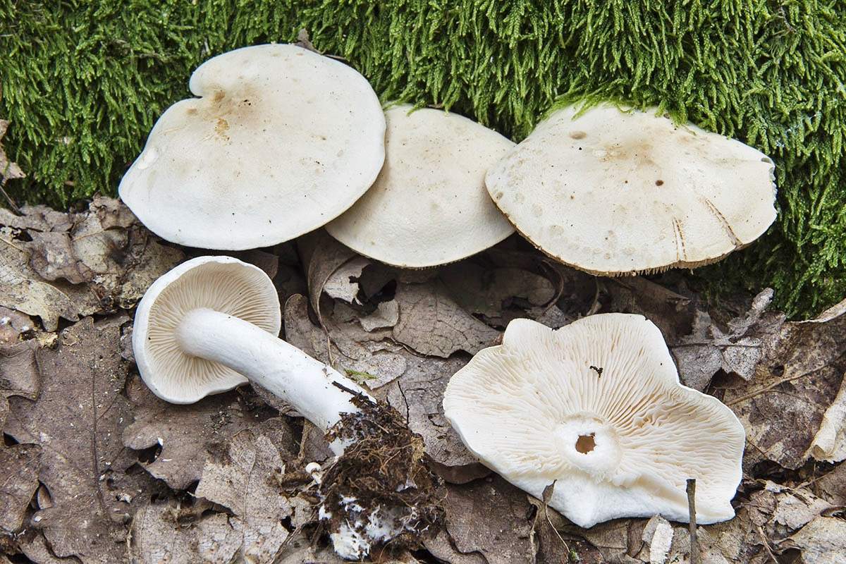 sorbier blanc