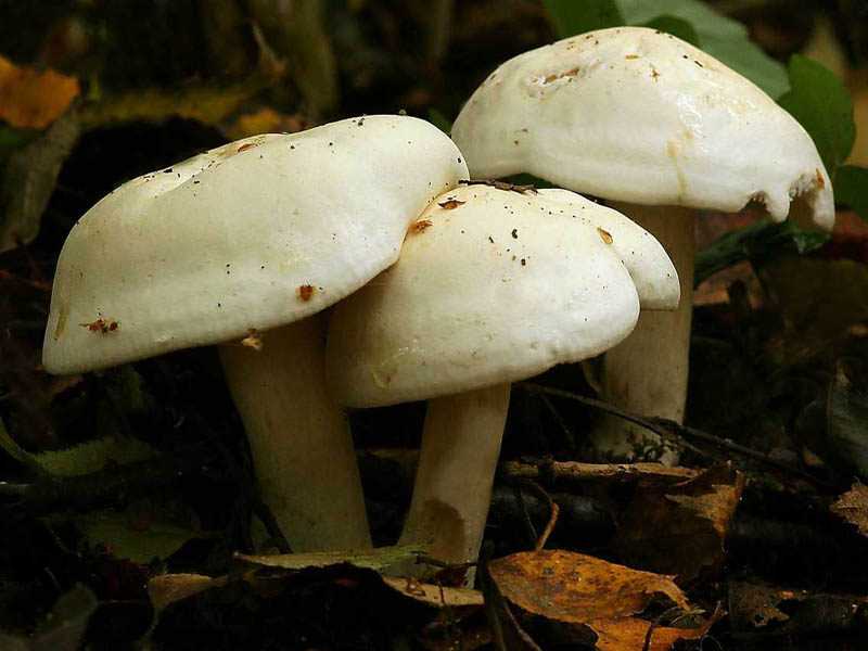 Manger des champignons de sorbier