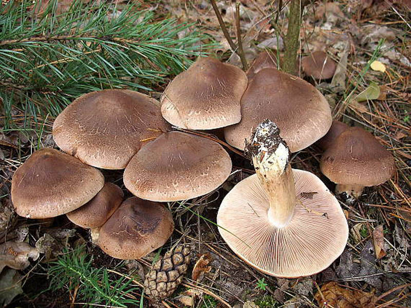 sorbier brun