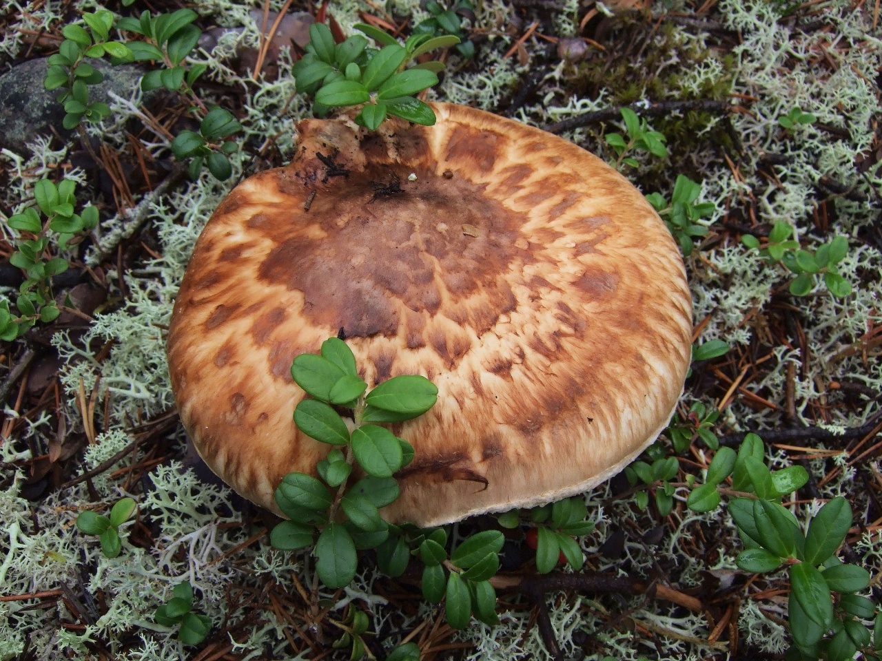 Matsutake