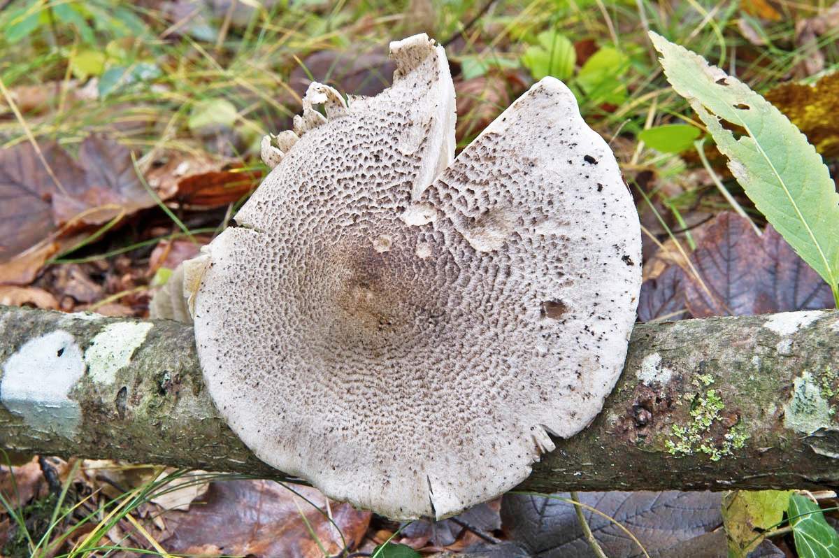 Sorbier léopard