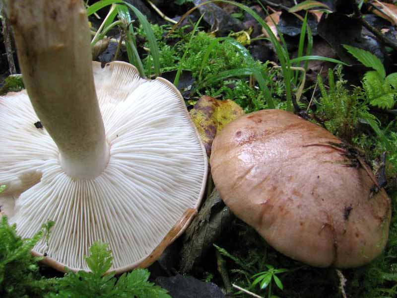 Podpolnik