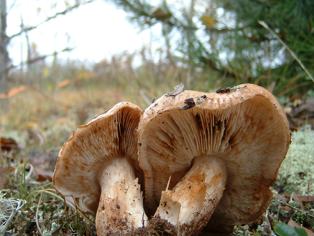 Podpolnik