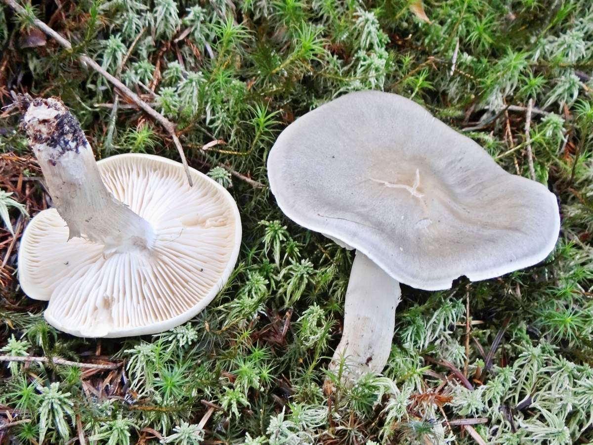 sorbier gris