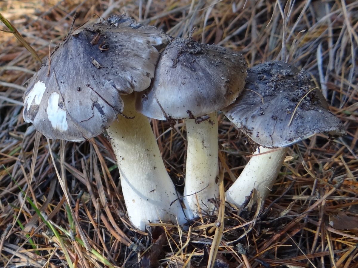 Tricholoma acuminata