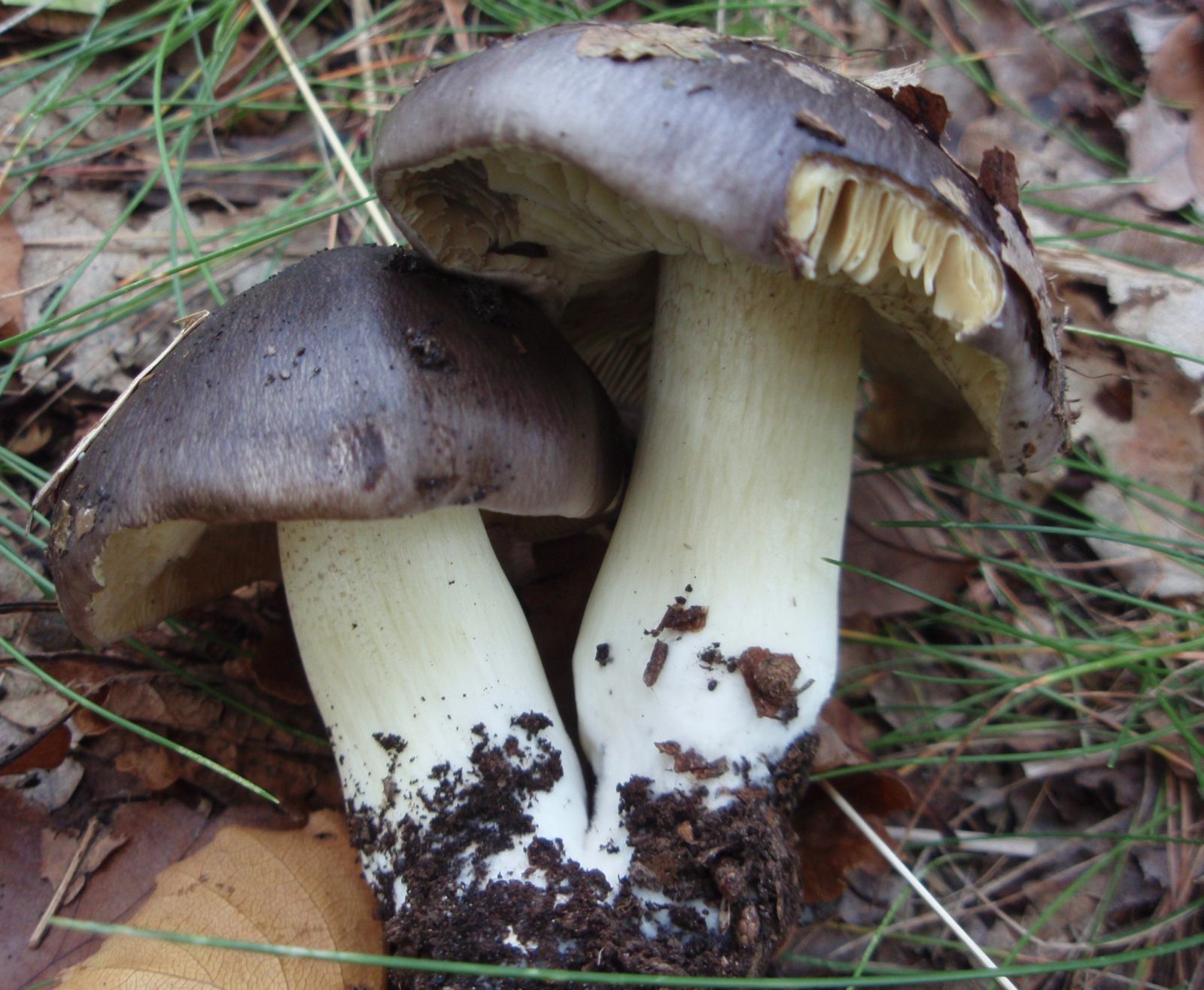 Graue Eberesche