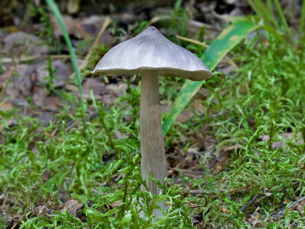 Tricholome acuminé