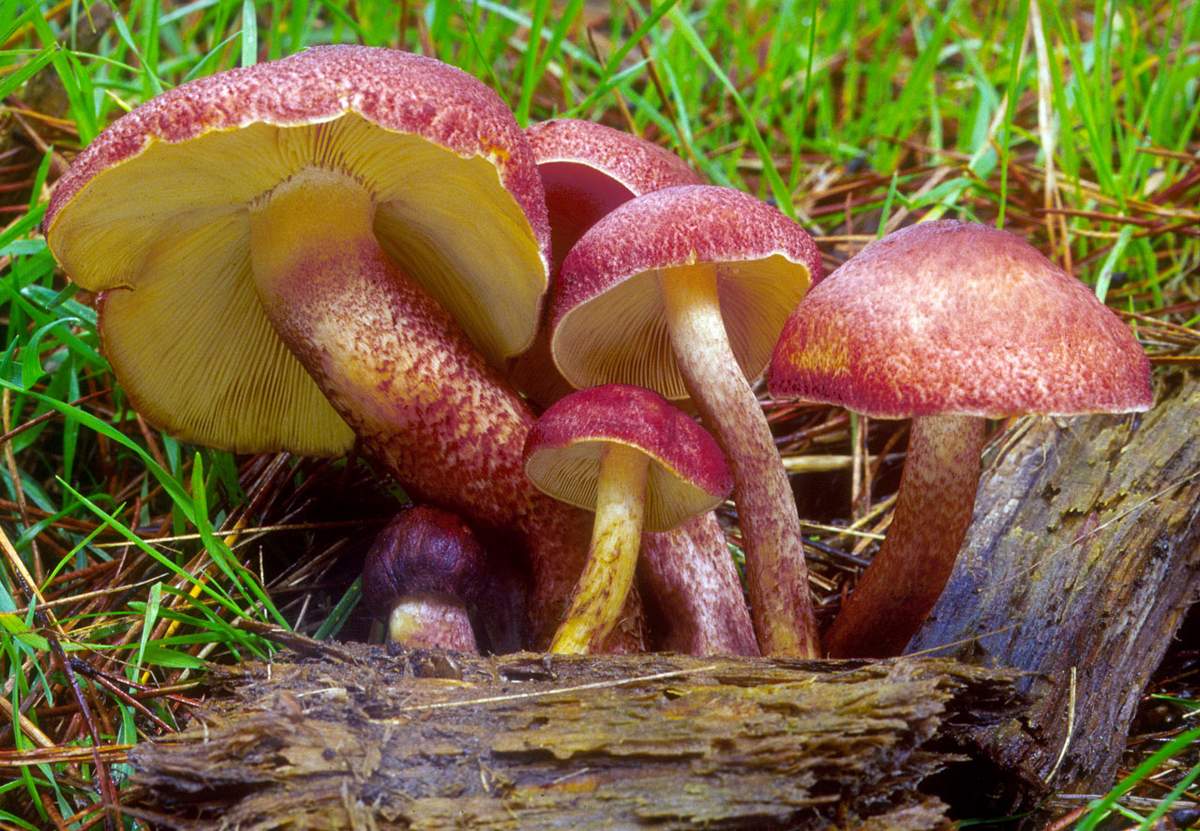 Grès rouge
