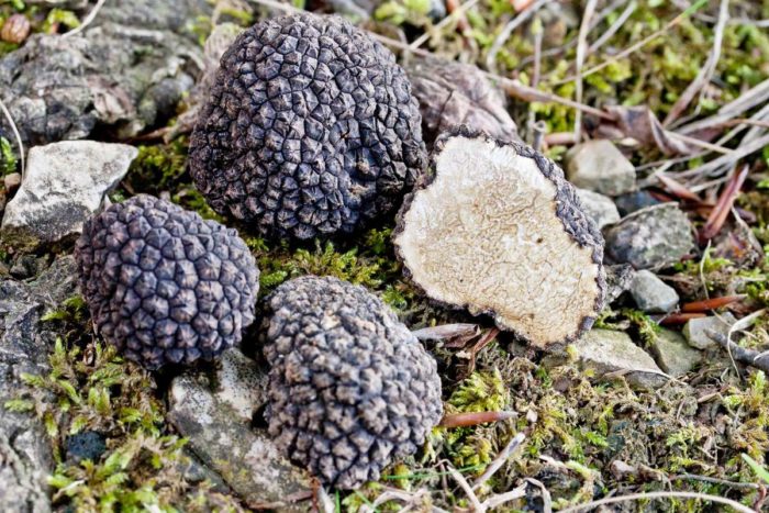 Trüffelpilz