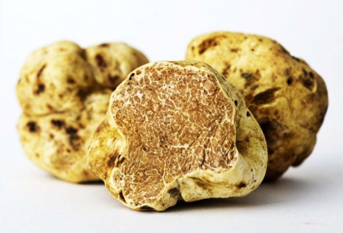 Trüffelpilz