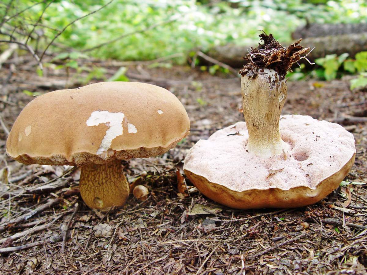 Gallpilz