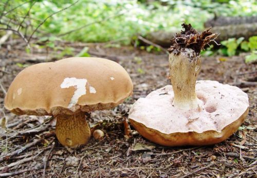 Gallpilz