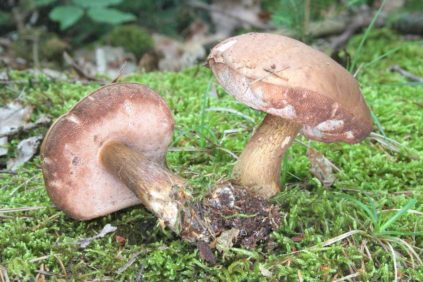 champignon gallique